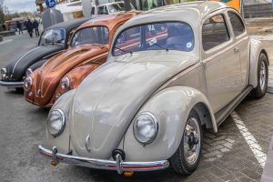 Splitwindow Beetle at Ninove 2019