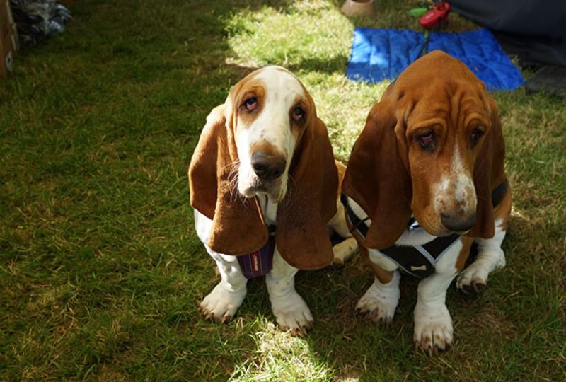 Quex Park 2019 basset hounds