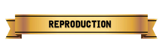 Reproduction